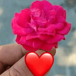 01.hayel.dunyasi