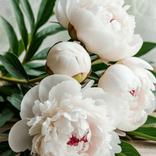 33173686 avatar