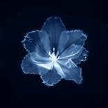 4775686 avatar