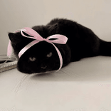 Imablackcat avatar