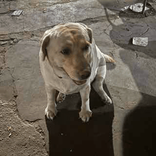 bablema