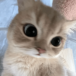 bbelllll