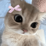 bby_bunniii avatar