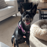 bobbi.the.kelpie avatar