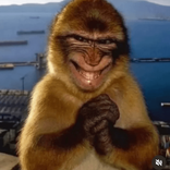 buffalofriedmonkey avatar