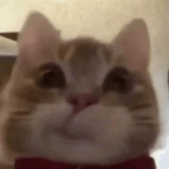 bunsummii