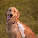 charleighthegolden avatar