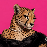 cier14 avatar