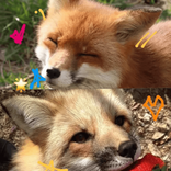 fallinlovewithkitsune