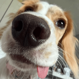 fifithec0ckerspaniel