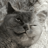 floofyjr avatar