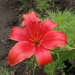flower1023 avatar