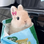 .ghost_bunny avatar