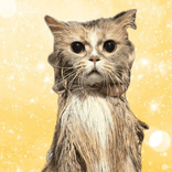 gogo.cat777 avatar