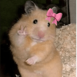 gwnshaki avatar