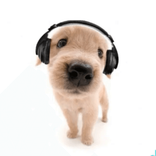 itszoeyiso avatar