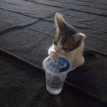 karma1e