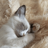 kittysimka avatar