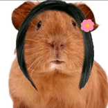 lacapibaranoob avatar