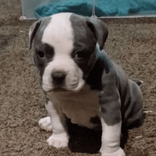 lavish.kennels.llc