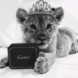 leonajunior10