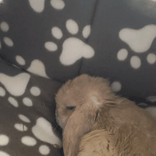 lola.bunny.live.a avatar