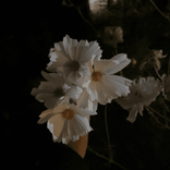lullabylilac_ avatar