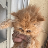 lulu_the_cat0