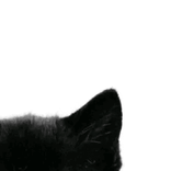 meow.lina