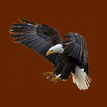 mersber avatar