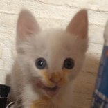 miincho avatar