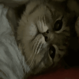 moomowmeow1 avatar