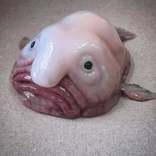 nnnnuya