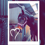 paard.club
