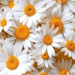 papatya_35356