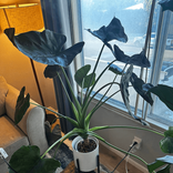 pipersplants39 avatar