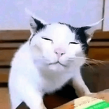 qoqieuq73919191827482882
