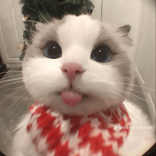 qt_nho