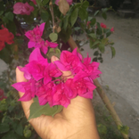 qyla.damayanti.pu