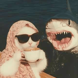 shark888