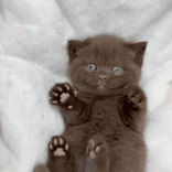 squishylover345