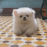 toibuon203 avatar