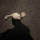 trophybaby06