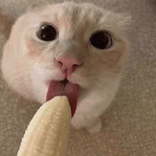 whotfru