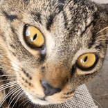 wildcatcarla avatar