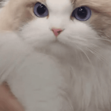 willifvcbvi