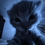zozolekhellokitty627 avatar
